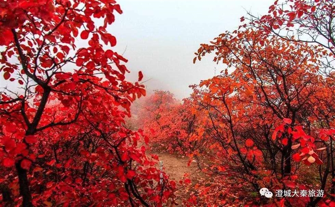 香山紅葉-趙延鴿