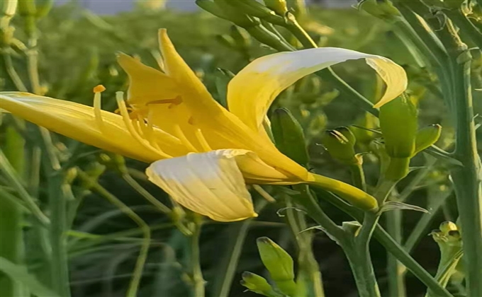 黃花菜花開(kāi)