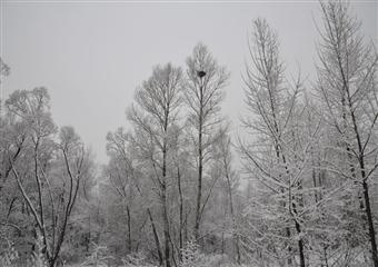 張國峰:檸條塔南翼雪景