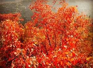 卜欣:香山紅葉艷如火