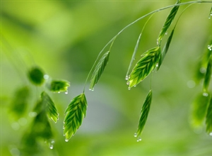 王翠:雨過匆匆