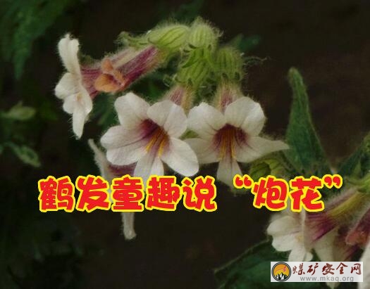 馬關(guān)鎖：鶴發(fā)童趣說“炮花”