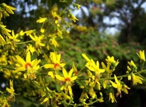 屋后一樹木蘭芽