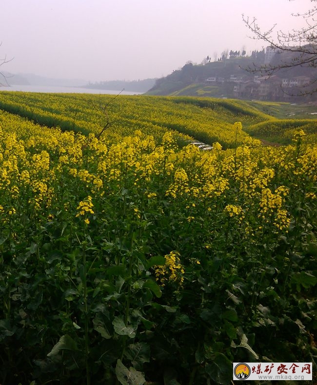 陳開霞:閑游在肖溪古鎮(zhèn)