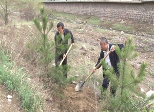 潞寧公司開展黨員義務(wù)奉獻(xiàn)周植樹護(hù)綠活動