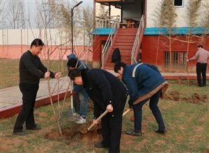 泗河煤礦美化礦區(qū)植樹忙