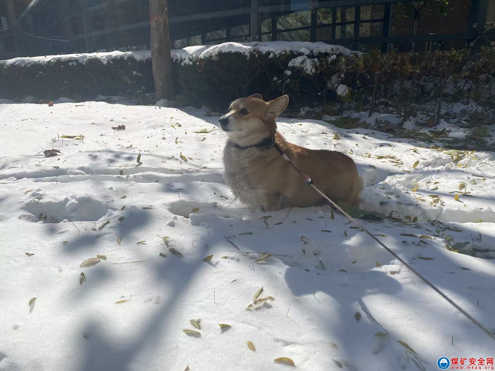 雪地里的小柯基