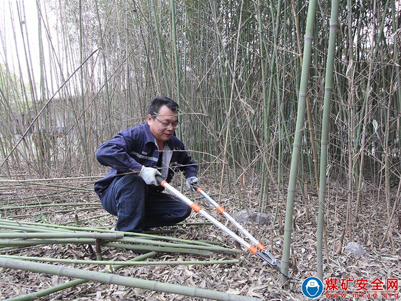 任樓煤礦綠化在行動(dòng)，修剪升顏值